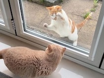 【外猫 vs 家猫】窓越しに大興奮の猫さんと、余裕すぎる猫さん