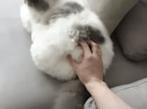 モフモフ猫の背中、触ってみたら可愛い反応が見れた。