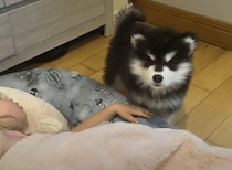 寝ている子どもから離れない子犬、そばにいるのが当たり前だもん♡