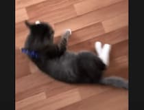 犬「猫さん散歩いこ〜！(ずるずる)」 強引に誘われる猫