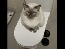 トイレ使わせてください。猫「ご主人じゃニャいとダメ！」