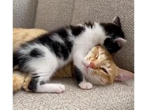 眠りたい大きな猫さんと、遊びたい子猫さん。優しく付き合う姿にほっこり
