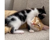 眠りたい大きな猫さんと、遊びたい子猫さん。優しく付き合う姿にほっこり