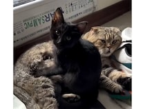 大きな猫さんの背中でフミフミする子猫さん、まるで一人前のマッサージ師！