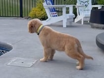 「なんだアレは！？」プールの浮き輪に大慌ての子犬さん