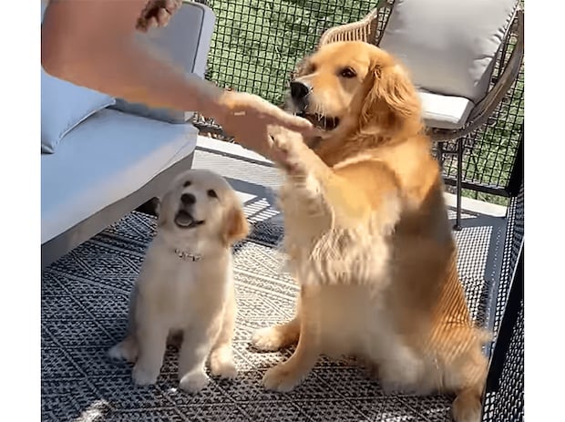 子犬「お手ってなぁにー？」 先輩をみて色々なことを学ぶよ！