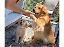 子犬「お手ってなぁにー？」 先輩をみて色々なことを学ぶよ！