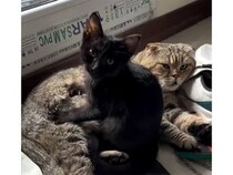 大きな猫さんの背中でフミフミする子猫さん、まるで一人前のマッサージ師！