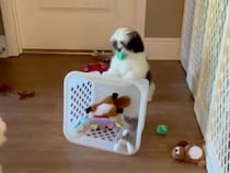 謎の遊び？ ボールを咥えたまま、おもちゃカゴをズリズリ押して歩くシーズーさん