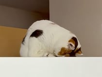 冷蔵庫の上でうとうと、呼びかけられてもやっぱり眠い猫さん