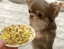 「それちょっとだけ見せてよぉ」人間のご飯が気になりすぎて、二足歩行しちゃう犬