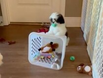 謎の遊び？ ボールを咥えたまま、おもちゃカゴをズリズリ押して歩くシーズーさん