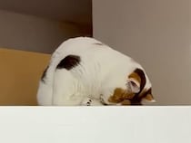 冷蔵庫の上でうとうと、呼びかけられてもやっぱり眠い猫さん