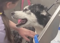 「やだ〜！」入浴が嫌すぎて泣き叫ぶハスキー犬