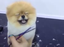 ふわぁ〜、体が軽くなる〜♡ カットにうっとりする犬さん