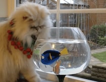動くお魚が気になる猫さん、じっくり観察するニャ！
