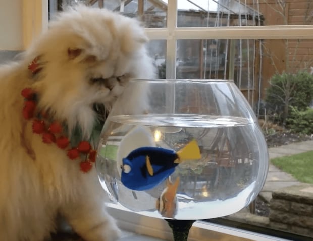 動くお魚が気になる猫さん、じっくり観察するニャ!