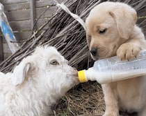 子犬「大きくなるんだよ〜」子ヤギにミルクを、はいどうぞ！