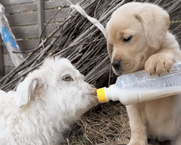 子犬「大きくなるんだよ〜」子ヤギにミルクを、はいどうぞ!
