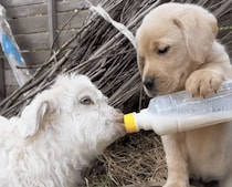 子犬「大きくなるんだよ〜」子ヤギにミルクを、はいどうぞ！