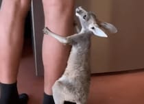 「早くミルク頂戴〜！」おねだりするカンガルーの赤ちゃんがキュート！