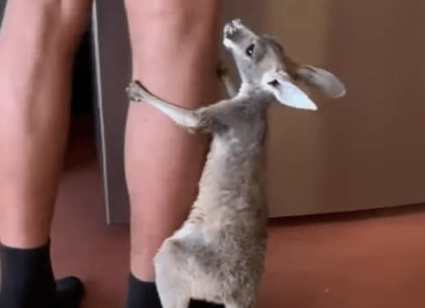 「早くミルク頂戴〜!」おねだりするカンガルーの赤ちゃんがキュート!