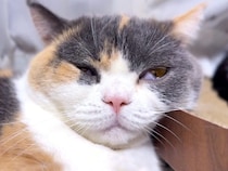 すやすや眠る猫さん、寝息がまさかの「ピヨピヨ」で可愛すぎた