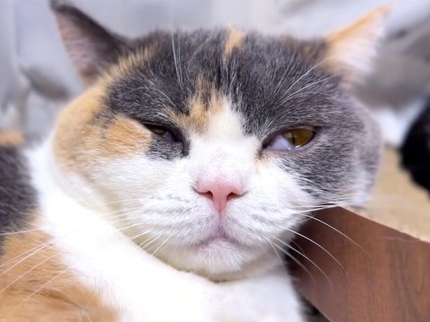 すやすや眠る猫さん、寝息がまさかの「ピヨピヨ」で可愛すぎた