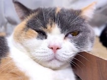 すやすや眠る猫さん、寝息がまさかの「ピヨピヨ」で可愛すぎた