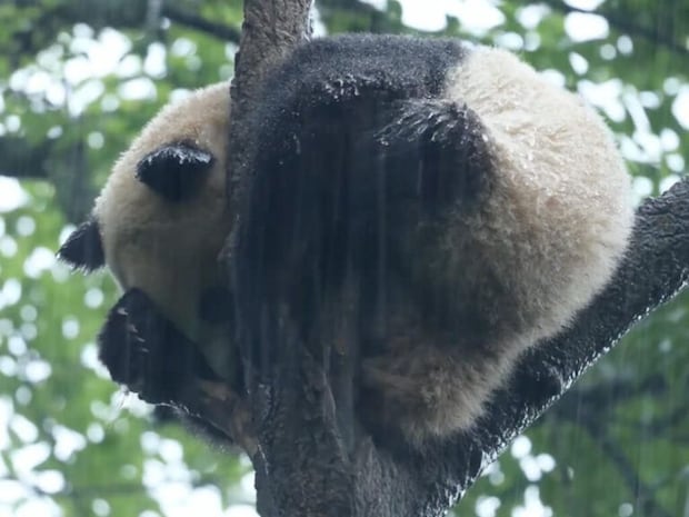 土砂降りの中、木の枝でじっと耐えるパンダさん。意地でも木からは降りない!