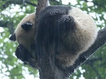 土砂降りの中、木の枝でじっと耐えるパンダさん。意地でも木からは降りない！