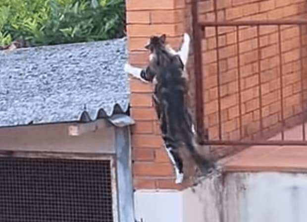 足場がなくても渡れちゃう! ボルダリングが得意な猫さん