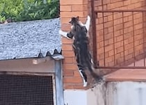 足場がなくても渡れちゃう！ ボルダリングが得意な猫さん