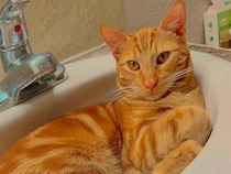洗面台のシンクを特等席にした猫さん、ひんやり気持ちよさそう！