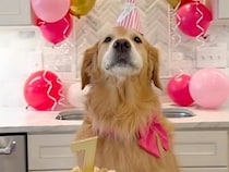 「お誕生日おめでとうボク〜♪」自分の誕生日を自分で祝うゴールデンさん、熱唱っぷりが可愛い♡