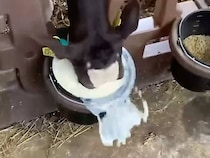 待ちきれずミルクに顔面ダイブする子牛さん、その食欲が豪快すぎる