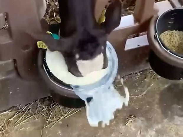 待ちきれずミルクに顔面ダイブする子牛さん、その食欲が豪快すぎる