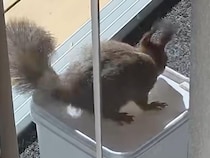 自分でフタを開けてナッツをゲットするリスさん、その賢さに拍手！