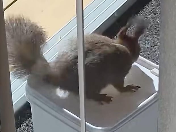自分でフタを開けてナッツをゲットするリスさん、その賢さに拍手!