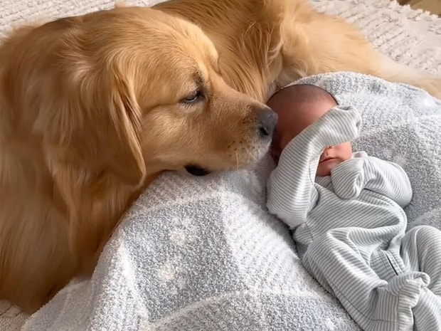 赤ちゃんにはデレデレなのに、弟犬にはそっけない? 態度の差が面白すぎる犬さん