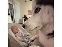 赤ちゃん専属の通訳（？）なハスキーさん、遠吠えでおしゃべりに応えるよ！