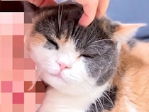 お顔を寄せ合ってゴロゴロ、温もりを分かち合う三毛猫さんと飼い主さん