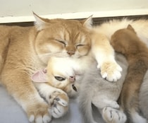 子猫のお世話に参加！ 添い寝が得意なパパ猫さん
