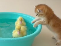 スイスイ泳ぐヒナを覗き込む子猫さん、その動きが気になって仕方ない