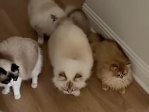 ドアを開けた瞬間に集合するモフモフ猫さんたち、甘えん坊すぎるお出迎え