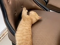 後ろ足がブラ〜ンと垂れたまま眠る子猫さん、落ちそうで落ちない絶妙バランス