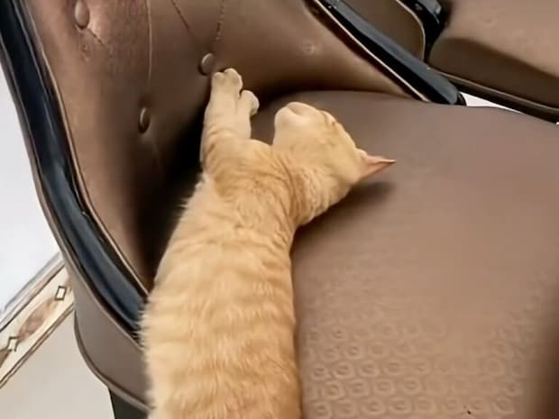 後ろ足がブラ〜ンと垂れたまま眠る子猫さん、落ちそうで落ちない絶妙バランス