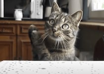 お願いがあるのっ！ 猫さんの可愛いおねだり