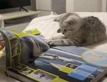 図鑑を見ていた子猫さん、自分に似ている動物に興味津々！