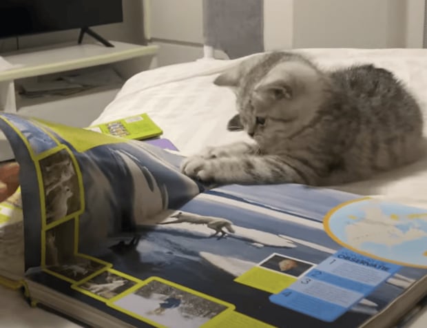 図鑑を見ていた子猫さん、自分に似ている動物に興味津々！